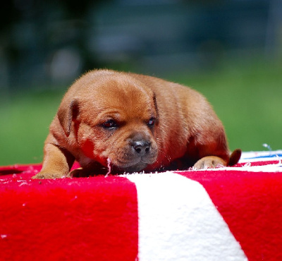 Étalon Staffordshire Bull Terrier - Taj mahal Zadatis
