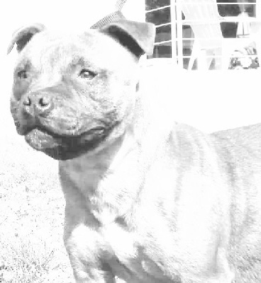 Étalon Staffordshire Bull Terrier - Peeper (Sans Affixe)