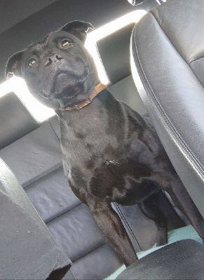 Étalon Staffordshire Bull Terrier - Rihanna I have a dream