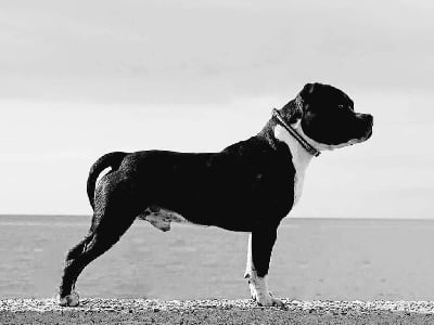 Étalon Staffordshire Bull Terrier - CH. Lascar (Sans Affixe)