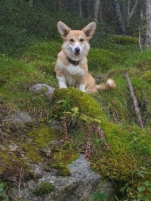 Étalon Welsh Corgi Pembroke - Saphir du Chemin des Contrebandiers