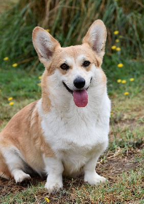 Étalon Welsh Corgi Pembroke - aikemundo Kamilla