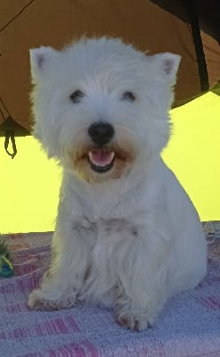 Étalon West Highland White Terrier - Rosewood Like A Fairy Tale