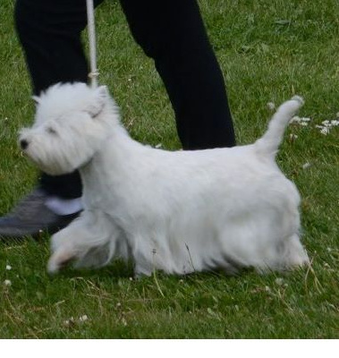 Étalon West Highland White Terrier - CH. My way of White Thistle