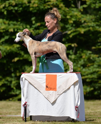 Étalon Whippet - Softayl breakout of Cyly of Course