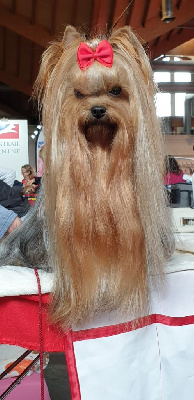 Étalon Yorkshire Terrier - L'aziza de l'Étoile d'Azaro