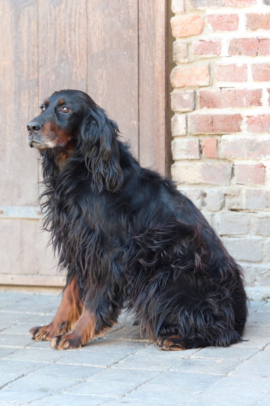 Les Setter Gordon de l'affixe   Du Domaine De Loumatpau
