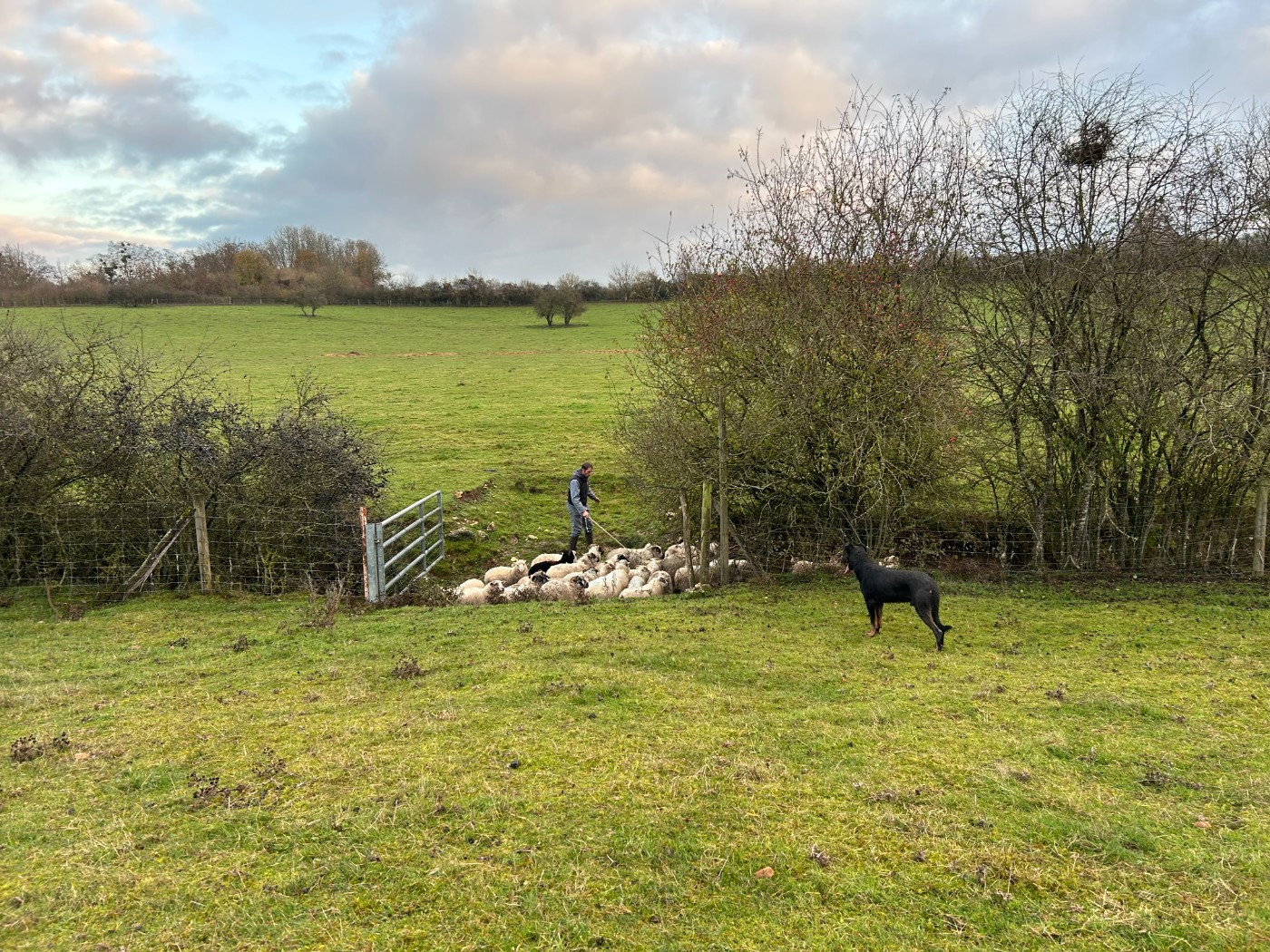 Les Berger de Beauce de l'affixe   Du Berger Ancestral