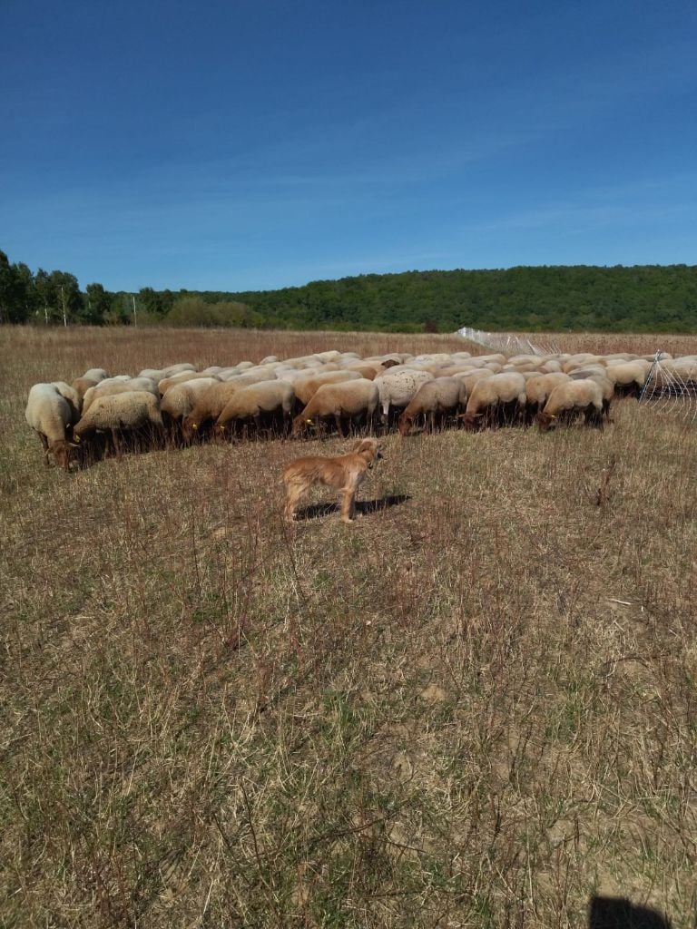 Les Berger des Pyrenees à poil long de l'affixe   Du Berger Ancestral