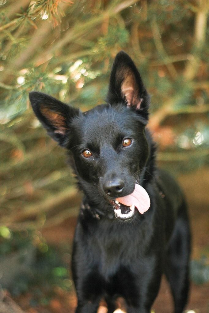 Les Australian Kelpie de l'affixe   Melba's Guardians
