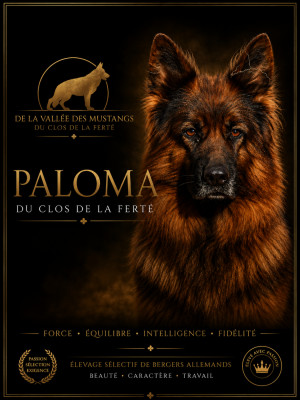Étalon Berger Allemand Poil Long - CH. Paloma du Clos De La Ferté