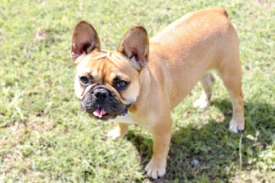 Étalon Bouledogue français - Sookie des seigneurs de l’odyssée