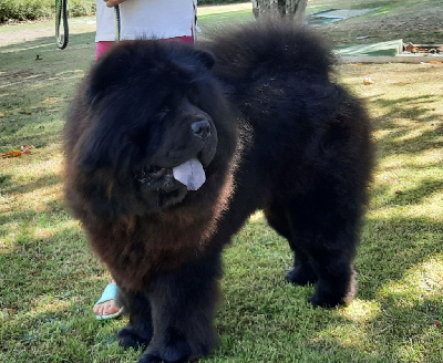 Étalon Chow Chow - Maestro tian'e chows
