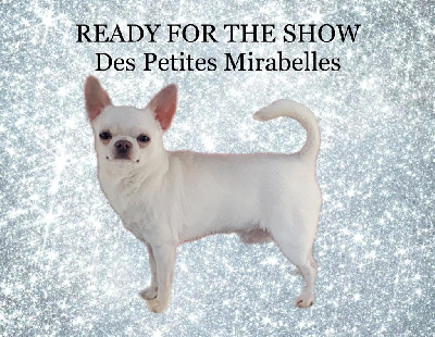 Étalon Chihuahua - CH. Ready for the show Des Petites Mirabelles