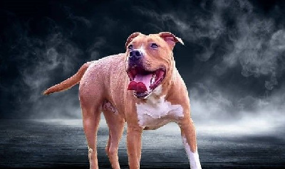 Étalon American Staffordshire Terrier - Gloss Diamond's Pink