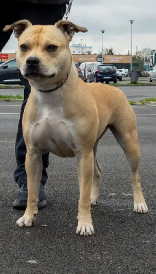 Étalon American Staffordshire Terrier - Raya (Sans Affixe)