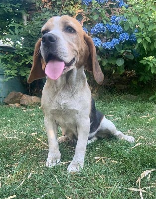 Étalon Beagle - Lola de la vignelais