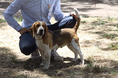 Étalon Beagle - Maïa du Pilon des Aures