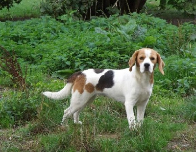Étalon Beagle - Des Pattes De Lys Romy