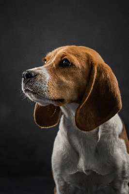 Étalon Beagle - S'pionne des terres de broise