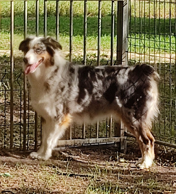 Étalon Berger Australien - Rainbow Aurely's Dogs