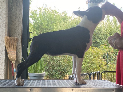 Étalon Boston Terrier - Tcheck point capitol du jabelin