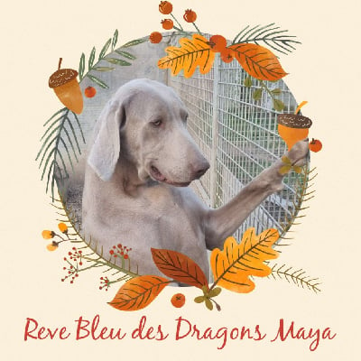Étalon Braque de Weimar - Reve bleu Des Dragons Maya