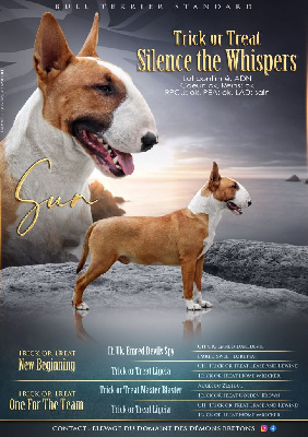 Étalon Bull Terrier - Trick or treat Silence the whispers aka sun}