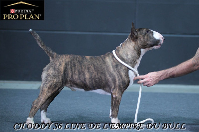 Étalon Bull Terrier - CH. Oddy s6 line de l'Empire du Bull