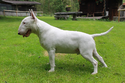 Étalon Bull Terrier - CH. Axel flashing son of blair (Sans Affixe)