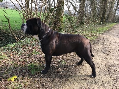 Étalon Bulldog continental - Pearl-black de la vallée de Saint Georges