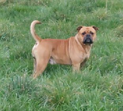 Étalon Bulldog continental - Paco de la Féerie de l'Hermine
