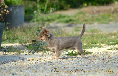 Étalon Chihuahua - Theodine De La Lumière De Nerthus