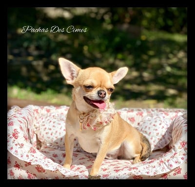 Étalon Chihuahua - Ruby & arpels Des Pattounes Douces