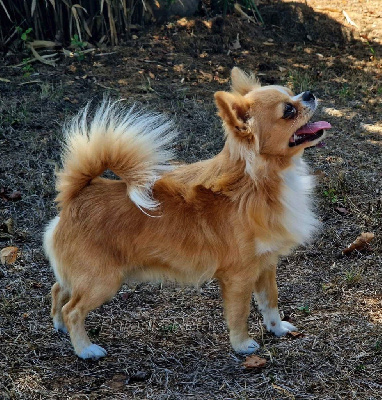 Étalon Chihuahua - sibirskiy brend Safran