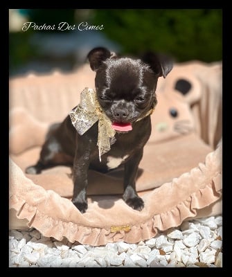 Étalon Chihuahua - Tiffany from ny Des Pachas Des Cimes