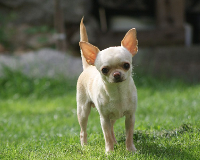 Étalon Chihuahua - Sugar baby de L'Arbre des Batailles
