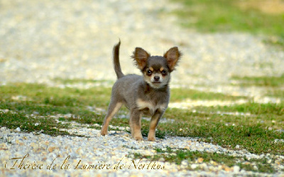 Étalon Chihuahua - Therese De La Lumière De Nerthus