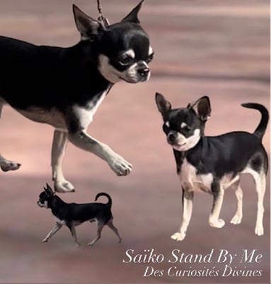Étalon Chihuahua - Saïko stand by me des Curiosites Divines