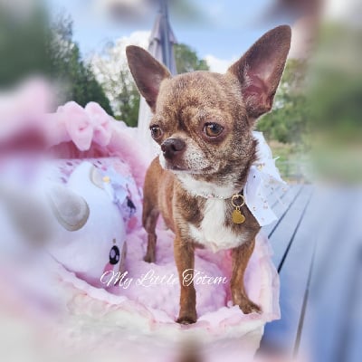 Étalon Chihuahua - My Little Totem Pomme d'amour