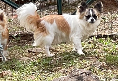 Étalon Chihuahua - Rosalie du Vallon de Beaumont
