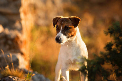 Étalon Jack Russell Terrier - Special dream du Bois de Compiègne