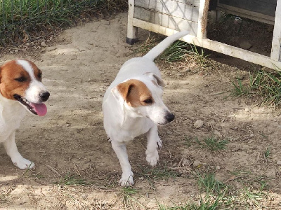 Étalon Jack Russell Terrier - Nikita de la pinkinerie