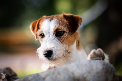 Étalon Jack Russell Terrier - Treasure box du Vallon de l'Alba