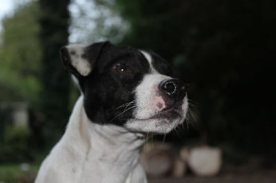 Étalon Jack Russell Terrier - Macao du Bois de Compiègne