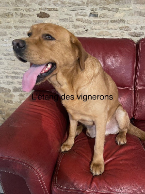 Étalon Labrador Retriever - Redford De L'etang Des Vignerons