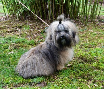 Étalon Lhassa Apso - Romane de dame nature