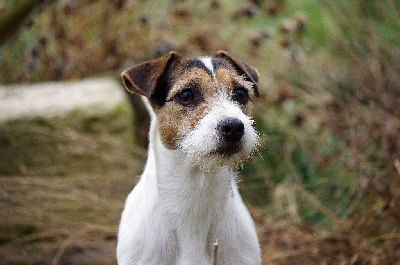 Étalon Parson Russell Terrier - CH. Ladybells d'Ar Dervenn