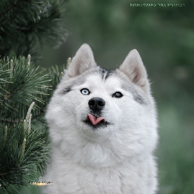 Étalon Siberian Husky - bueno pardo Lyra belacqua