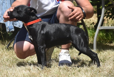 Étalon Staffordshire Bull Terrier - Skillstaff Special one